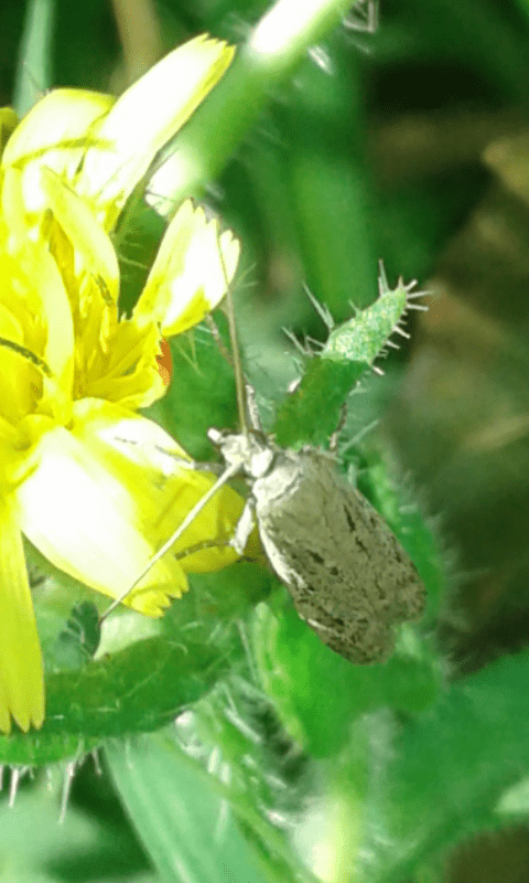 Gelechiidae?  No, Pyralidae Phycitinae sp.